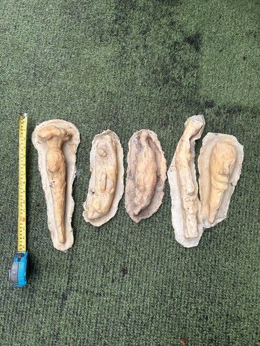 Latex moulds make - latex, fruit